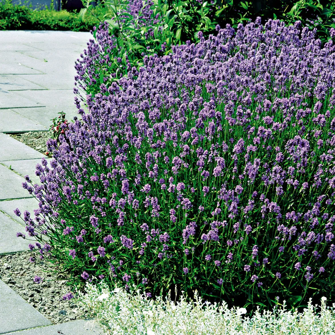 PlantiflorEchter Lavendel Topf- Durchmesser 11 cm