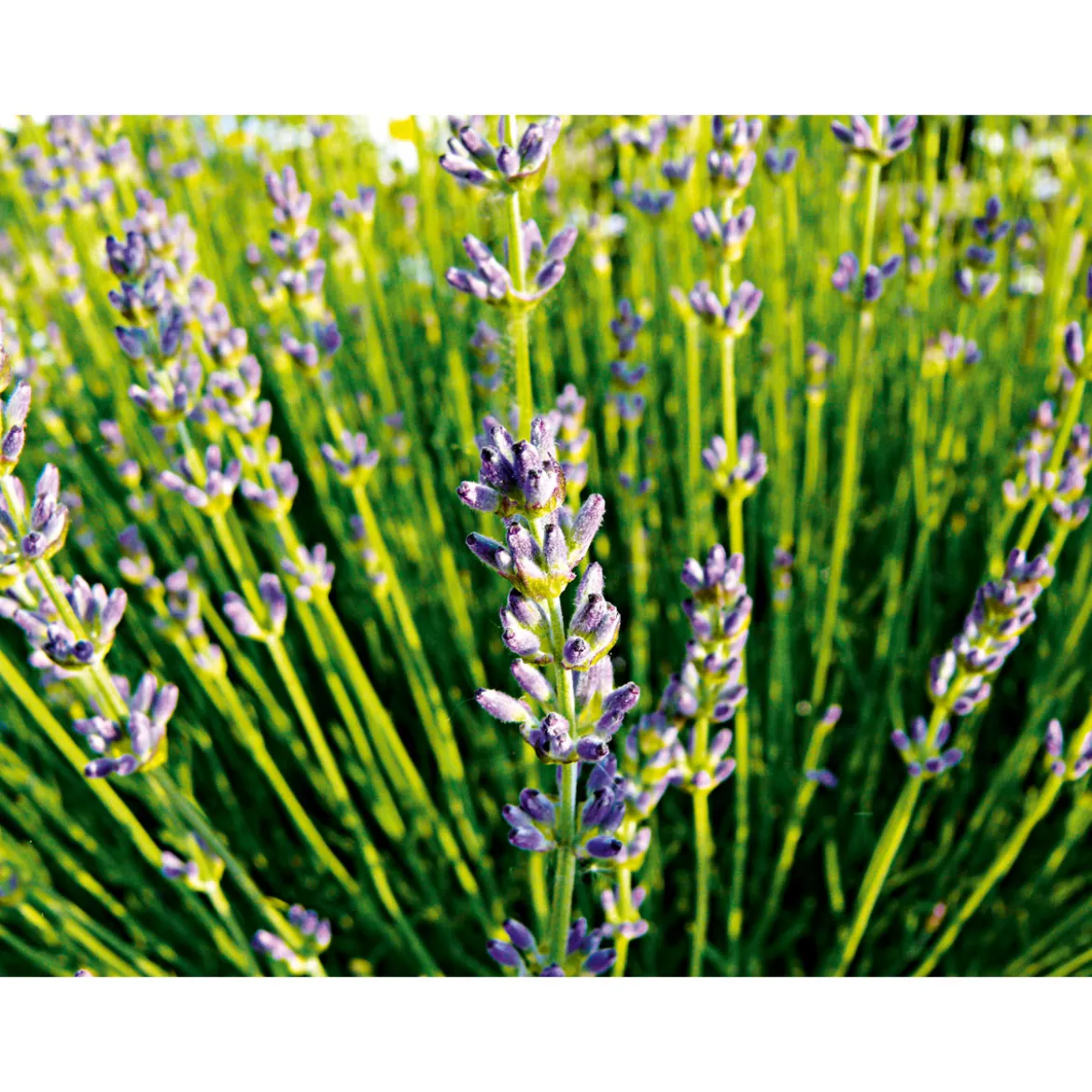 PlantiflorEchter Lavendel Topf- Durchmesser 11 cm