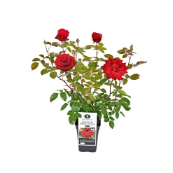 PlantiflorEdel-Duftrose rot Topf 23 cm