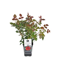 PlantiflorEdel-Duftrose rot Topf 23 cm