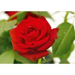 PlantiflorEdel-Duftrose rot Topf 23 cm
