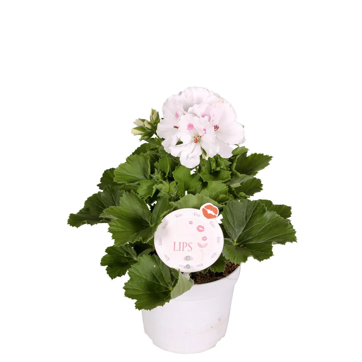 PlantiflorEdelgeranie Topf- Durchmesser 12 cm
