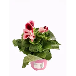 PlantiflorEdelgeranie Topf- Durchmesser 12 cm