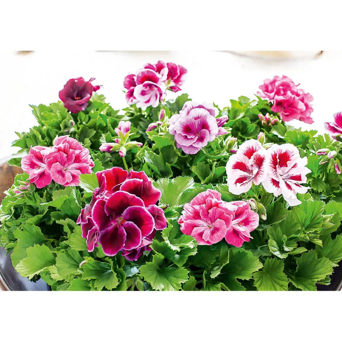 PlantiflorEdelgeranie Topf- Durchmesser 12 cm