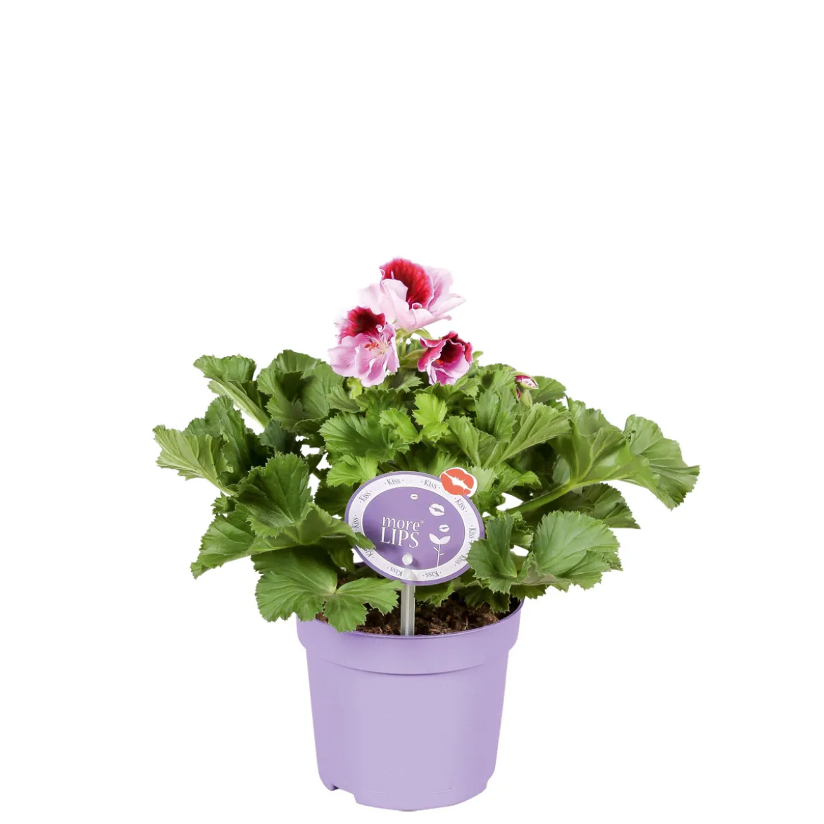 PlantiflorEdelgeranie Topf- Durchmesser 12 cm