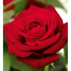 PlantiflorEdelrose rot Topf- Durchmesser 19 cm