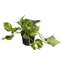 PlantiflorEfeutute Topf Durchmesser 12 cm