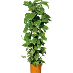 Plantiflor Efeutute Topf Durchmesser 21 cm