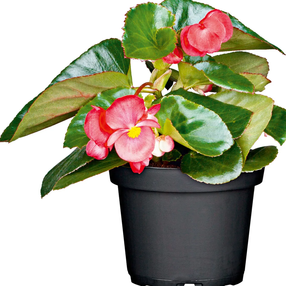 PlantiflorEisbegonie Topf Durchmesser 9 cm