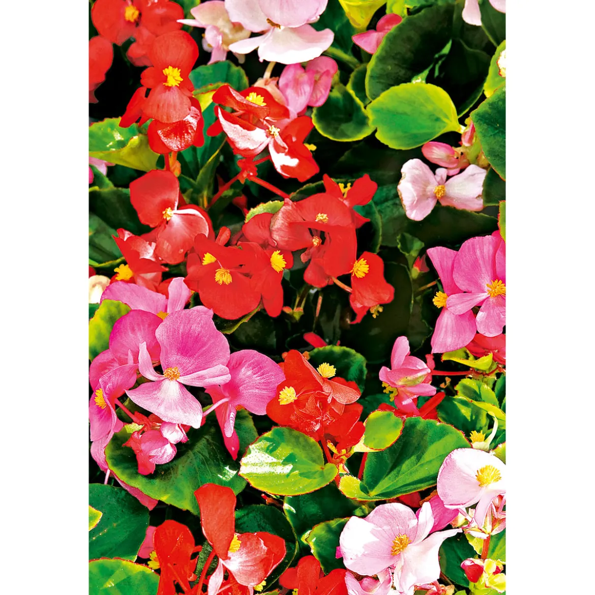 PlantiflorEisbegonie Topf Durchmesser 9 cm