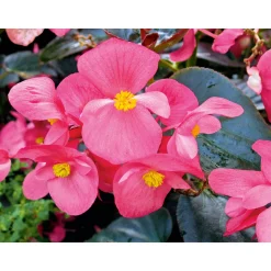 PlantiflorEisbegonie Topf Durchmesser 9 cm