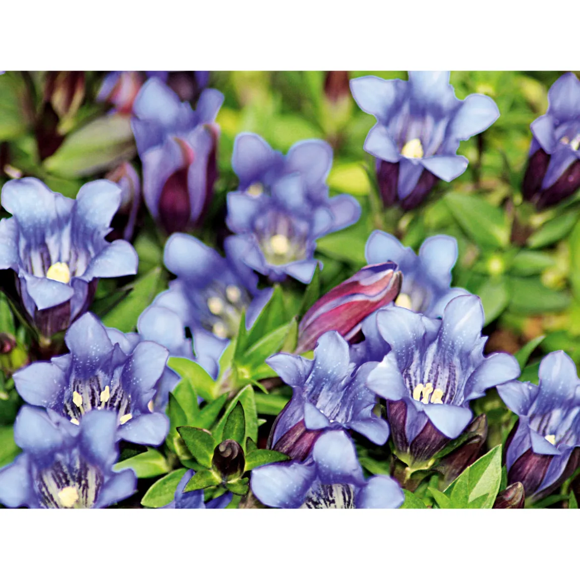 PlantiflorEnzian blau Topf- Durchmesser 10,5 cm