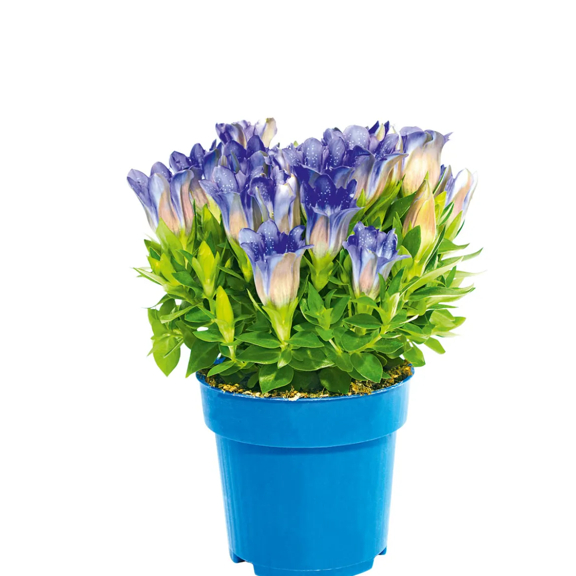 PlantiflorEnzian blau Topf- Durchmesser 10,5 cm