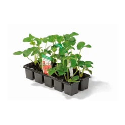 PlantiflorErdbeeren verschiedene Sorten 10er-Pack