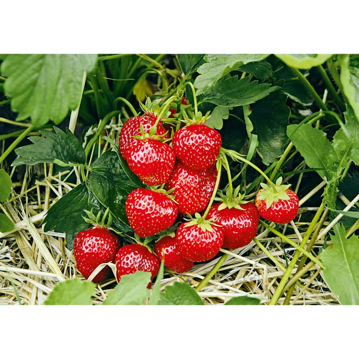 PlantiflorErdbeeren verschiedene Sorten 10er-Pack