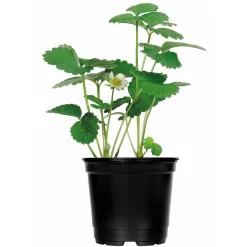 PlantiflorErdbeerpflanzen verschiedene Sorten Topf Durchmesser 9,5 cm