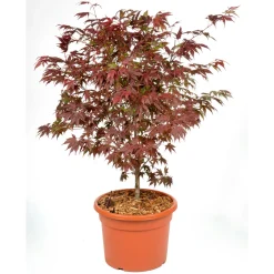 PlantiflorFächerahorn im Topf Durchmesser 19 cm