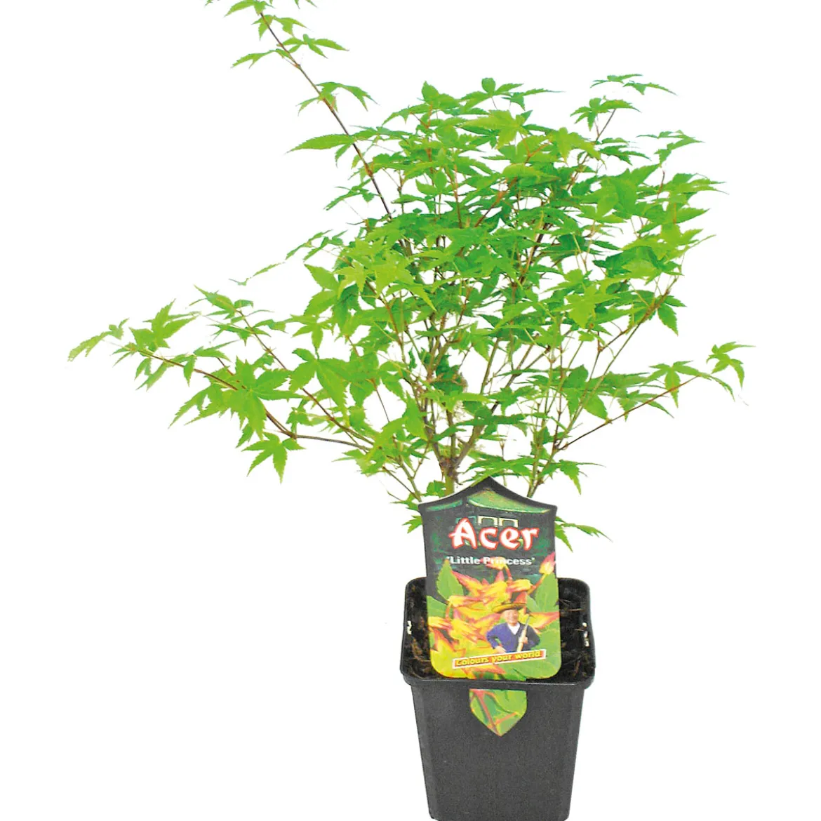 PlantiflorFächerahorn im Topf Durchmesser 19 cm