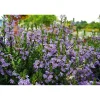 PlantiflorFächerblume Topf Durchmesser 13 cm
