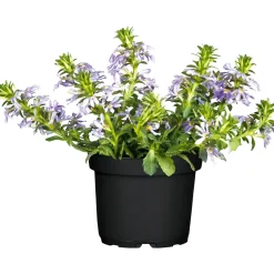 PlantiflorFächerblume Topf Durchmesser 13 cm