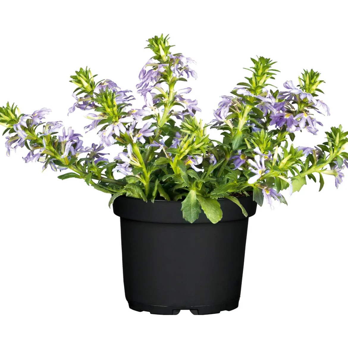 PlantiflorFächerblume Topf Durchmesser 13 cm