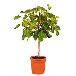 PlantiflorFeigenbaum im Topf Durchmesser 20 cm