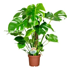 PlantiflorFensterblatt 45-50 cm T 14
