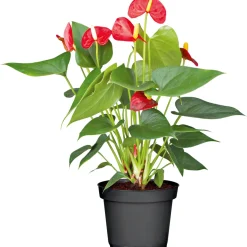 PlantiflorFlamingo-Blume Pink T14