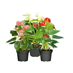 PlantiflorFlamingo-Blume Pink T14