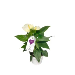 PlantiflorFlamingoblume Ton in Ton Topf- Durchmesser 10,5 cm