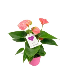 PlantiflorFlamingoblume Ton in Ton Topf- Durchmesser 10,5 cm