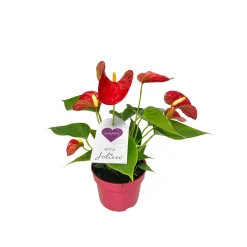 PlantiflorFlamingoblume Ton in Ton Topf- Durchmesser 10,5 cm
