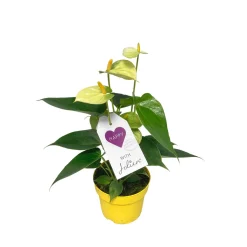 PlantiflorFlamingoblume Ton in Ton Topf- Durchmesser 10,5 cm