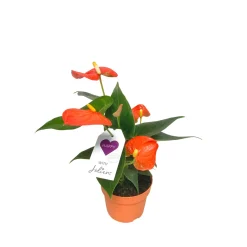 PlantiflorFlamingoblume Ton in Ton Topf- Durchmesser 10,5 cm