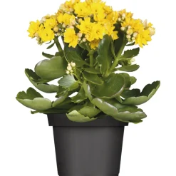 Plantiflor Flammendes Käthchen Calandiva T11