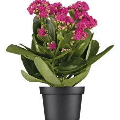 Plantiflor Flammendes Käthchen Calandiva T11