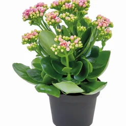 Plantiflor Flammendes Käthchen Calandiva T11