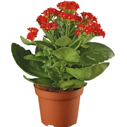 Plantiflor Flammendes Käthchen Calandiva T11