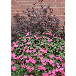 PlantiflorFleißiges Lieschen Topf Durchmesser 10,5 cm