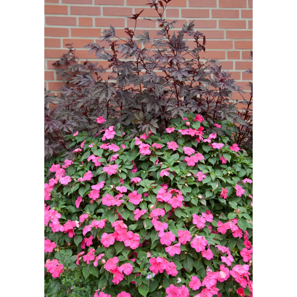 PlantiflorFleißiges Lieschen Topf Durchmesser 10,5 cm