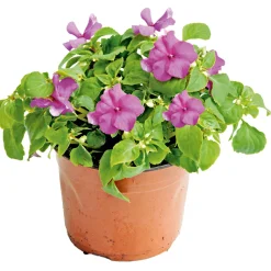 PlantiflorFleißiges Lieschen Topf Durchmesser 10,5 cm