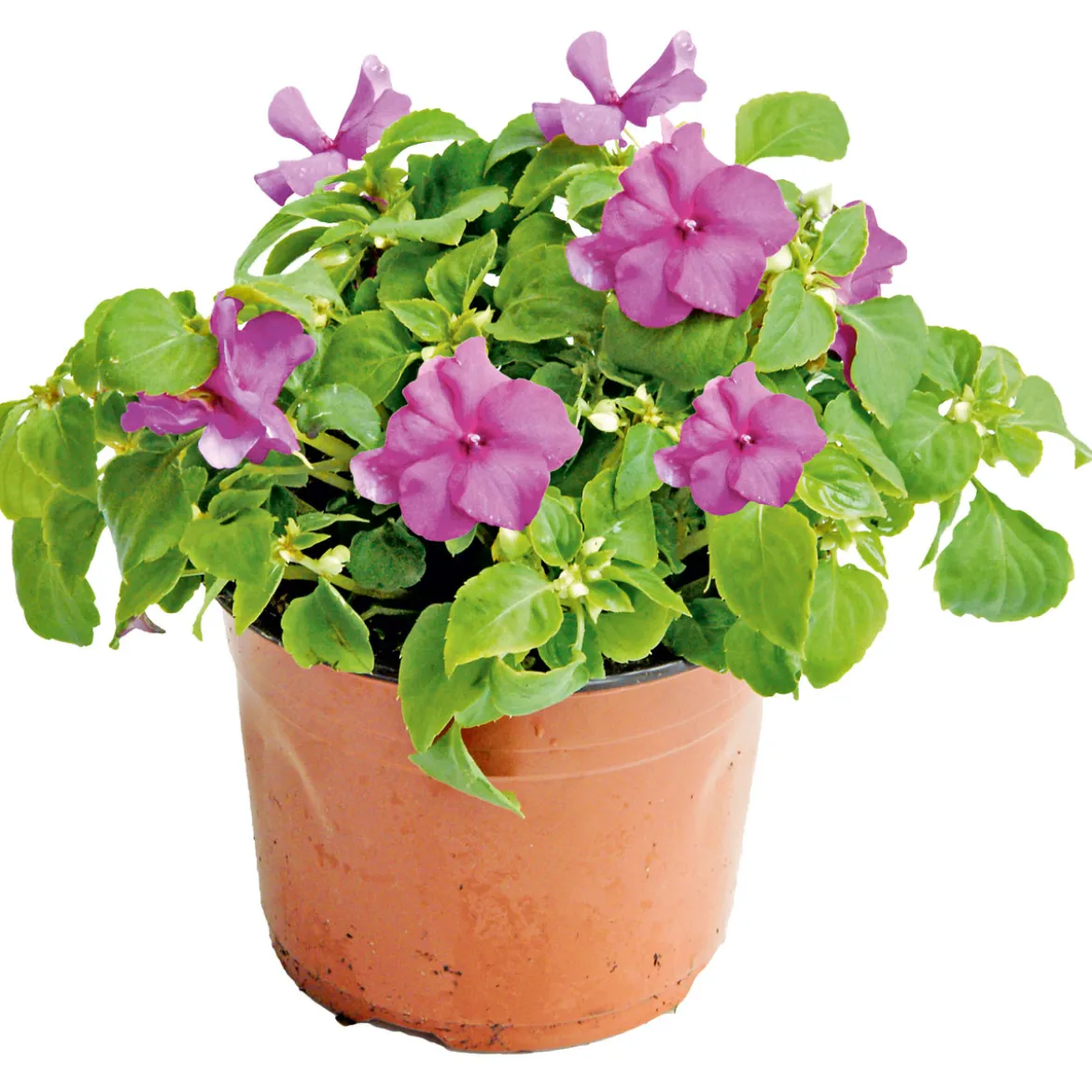 PlantiflorFleißiges Lieschen Topf Durchmesser 10,5 cm