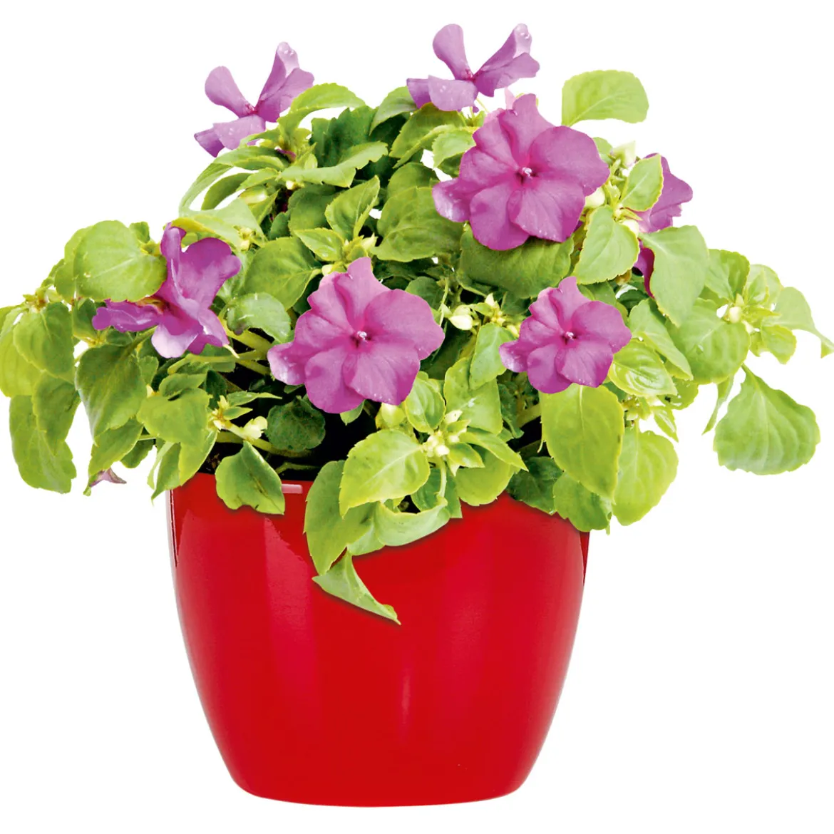PlantiflorFleißiges Lieschen Topf Durchmesser 10,5 cm