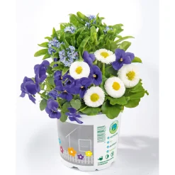 PlantiflorFrühlings-Mix Topf Durchmesser 13 cm