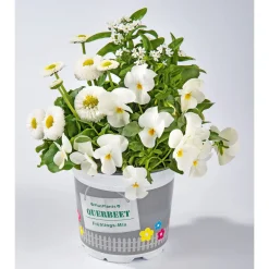 PlantiflorFrühlings-Mix Topf Durchmesser 13 cm
