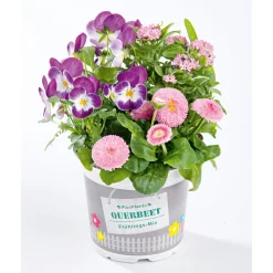 PlantiflorFrühlings-Mix Topf Durchmesser 13 cm