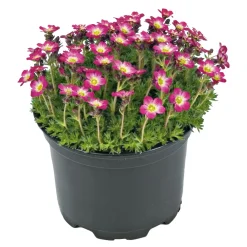 PlantiflorFrühlingsstauden Topf Durchmesser 11 cm