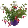 PlantiflorFuchsie hängend Topf Durchmesser 12 cm