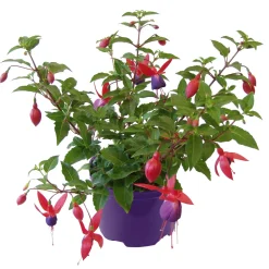 PlantiflorFuchsie hängend Topf Durchmesser 12 cm