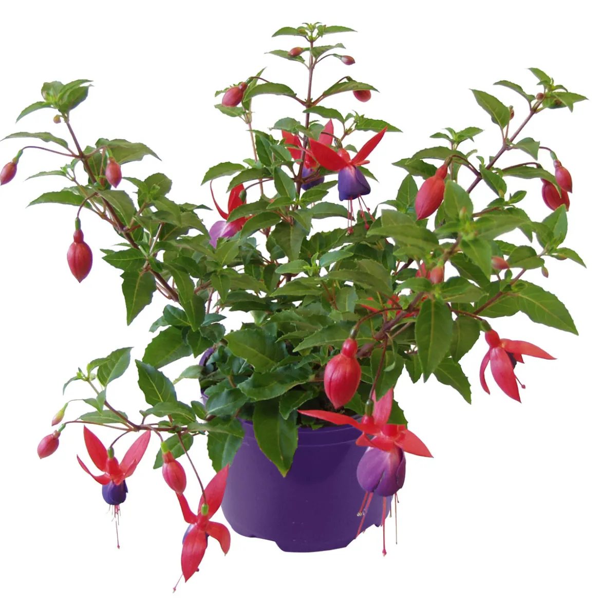 PlantiflorFuchsie hängend Topf Durchmesser 12 cm